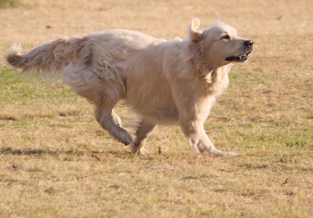 Long Haired Lab All You Need To Know About Long Labrador Coats