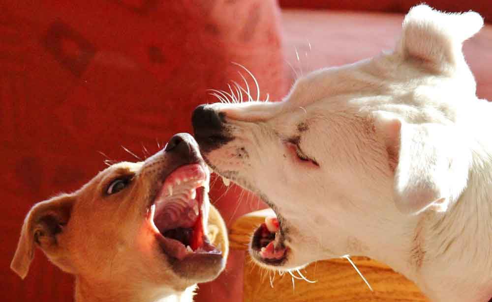 Is Your Dog Barking At Night? Help Your Dog Sleep And