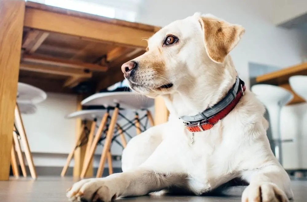 Can Dogs Sense Danger? A Complete Guide AtractivoPets