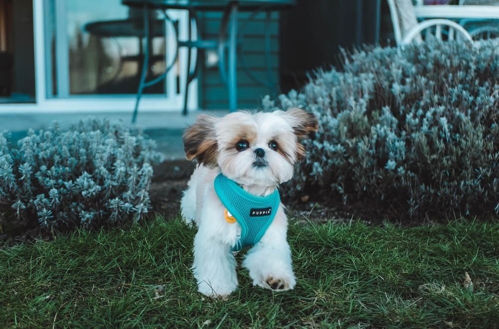 How To Keep Dogs Out Of Garden Areas AtractivoPets