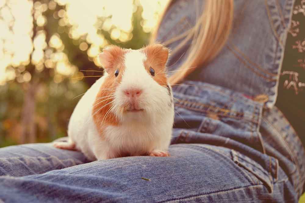 Do Guinea Pigs Like To Be Held? AtractivoPets