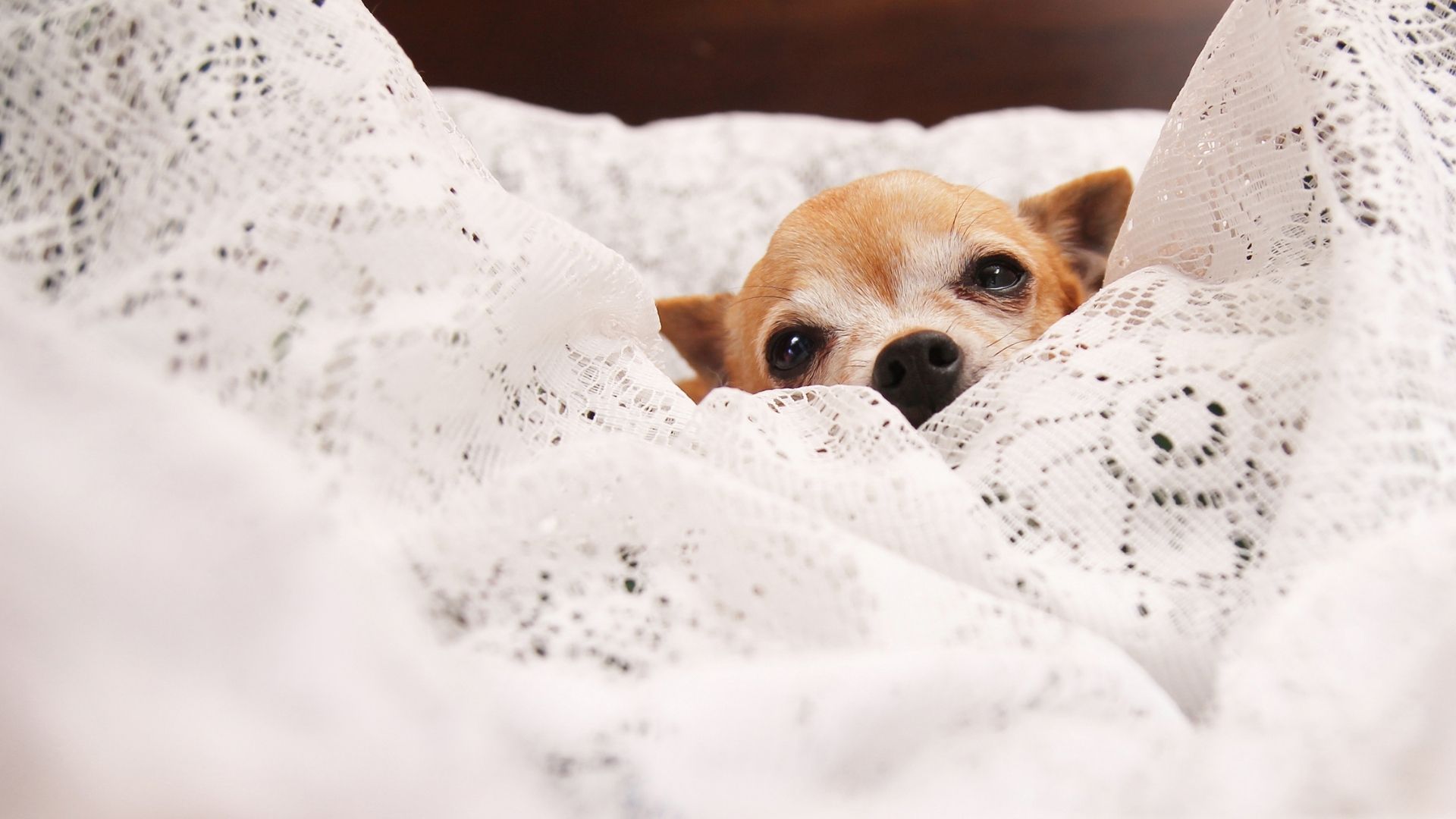 Why Do Chihuahuas Burrow? What You Need To Know! AtractivoPets