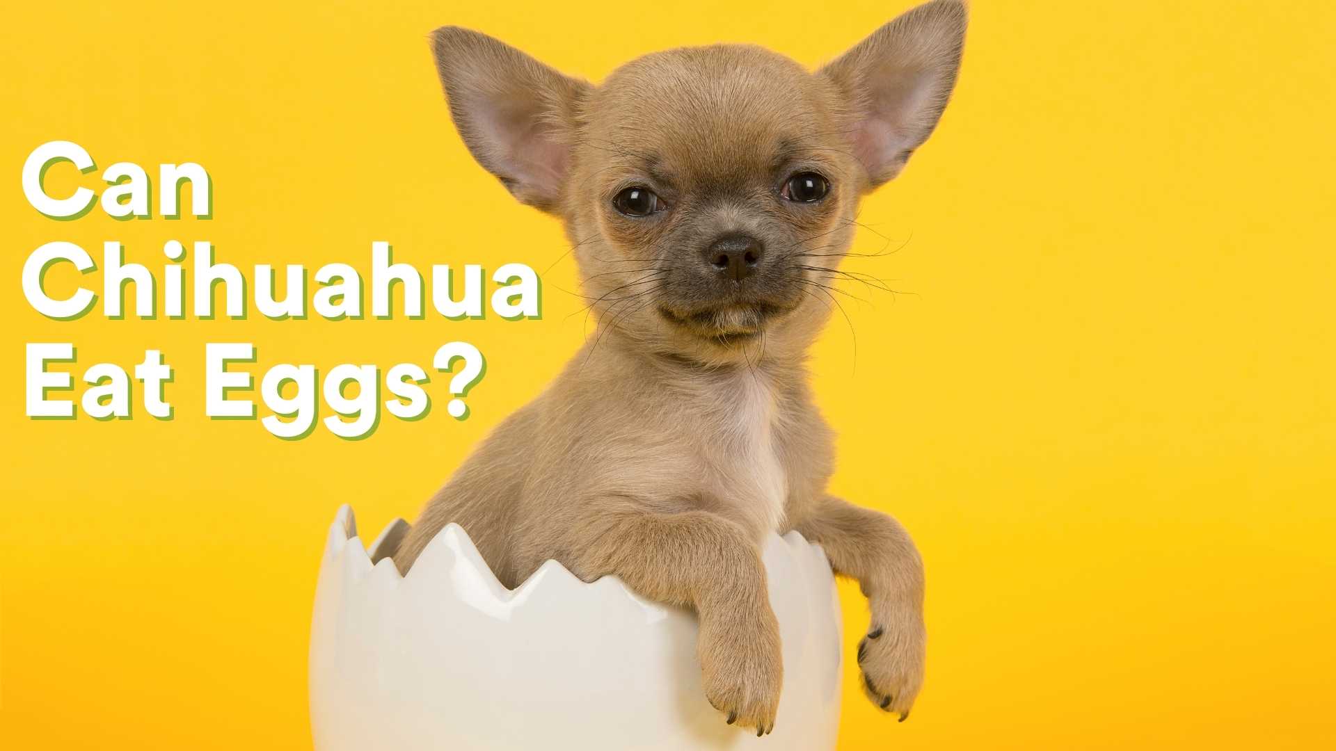 Can Chihuahuas Eat Eggs? All You Need To Know! AtractivoPets