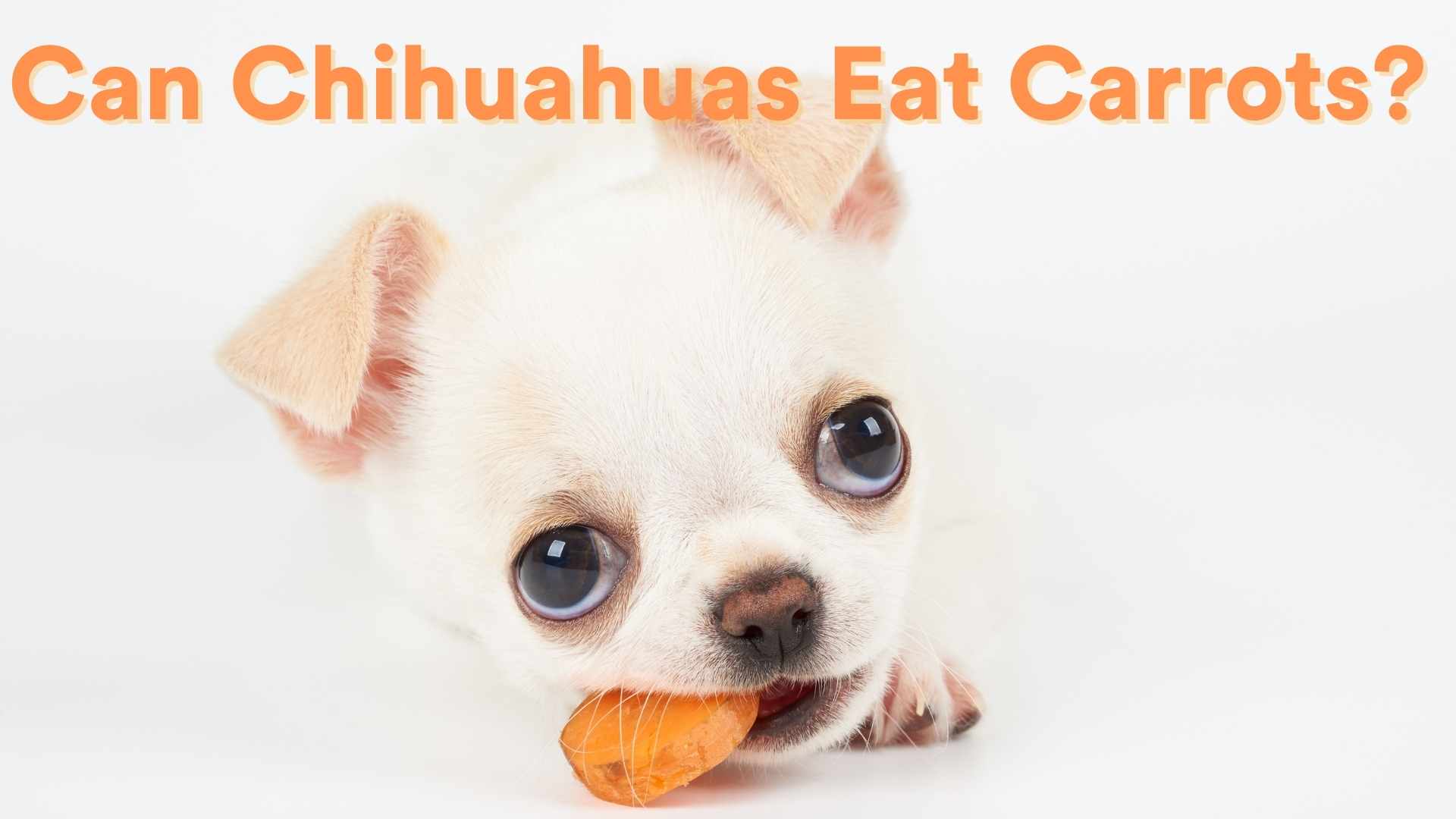 Can Chihuahuas Eat Carrots? [Feeding Guide!] AtractivoPets