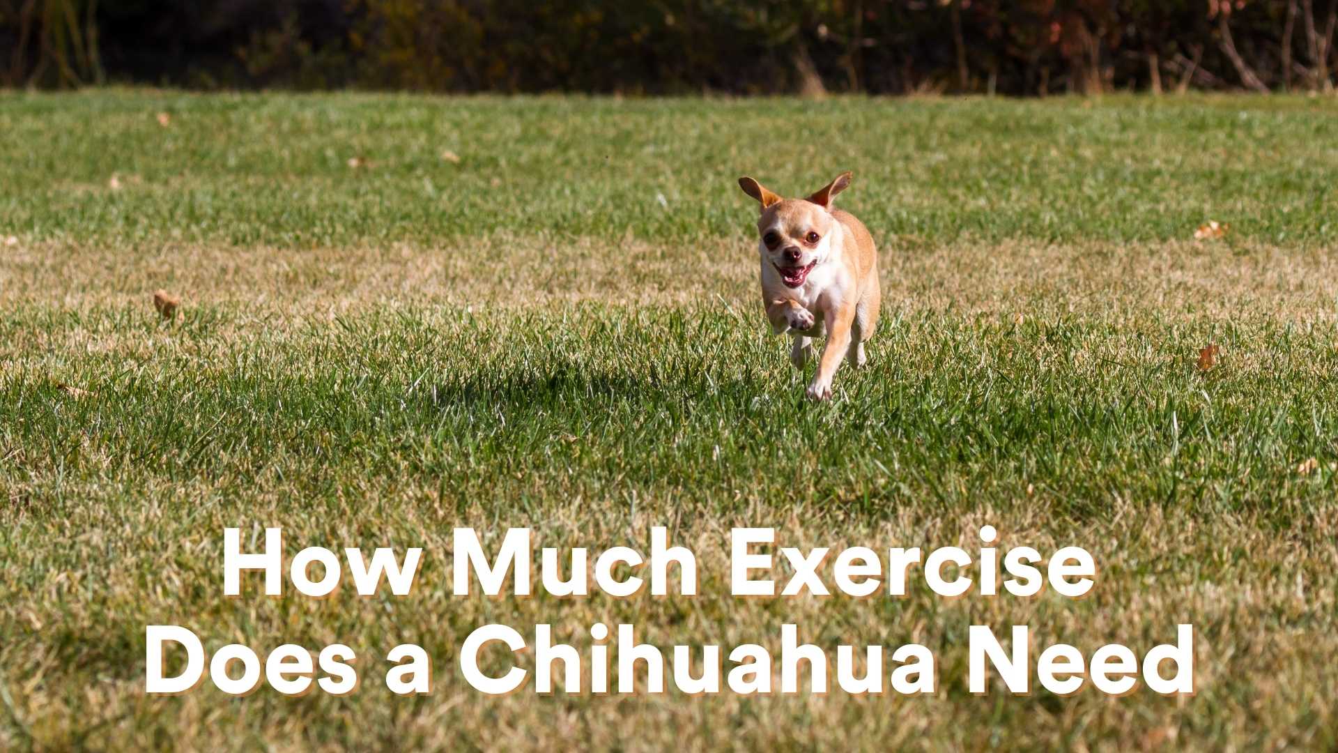 How Much Exercise Does a Chihuahua Need All You Need To Know