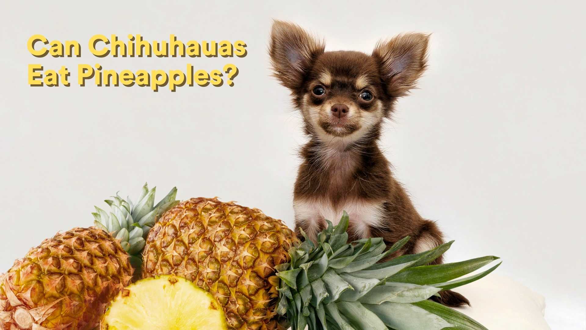 Can Chihuahuas Eat Pineapples? [Feeding Guide!] AtractivoPets