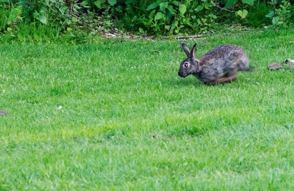 Why Is My Rabbit Running In Circles? [Revealed The Reasons