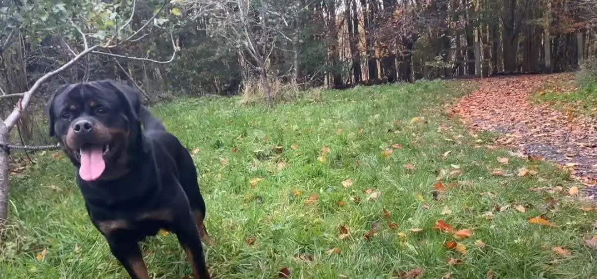 Can Rottweilers Go Hiking? (Answered) AtractivoPets