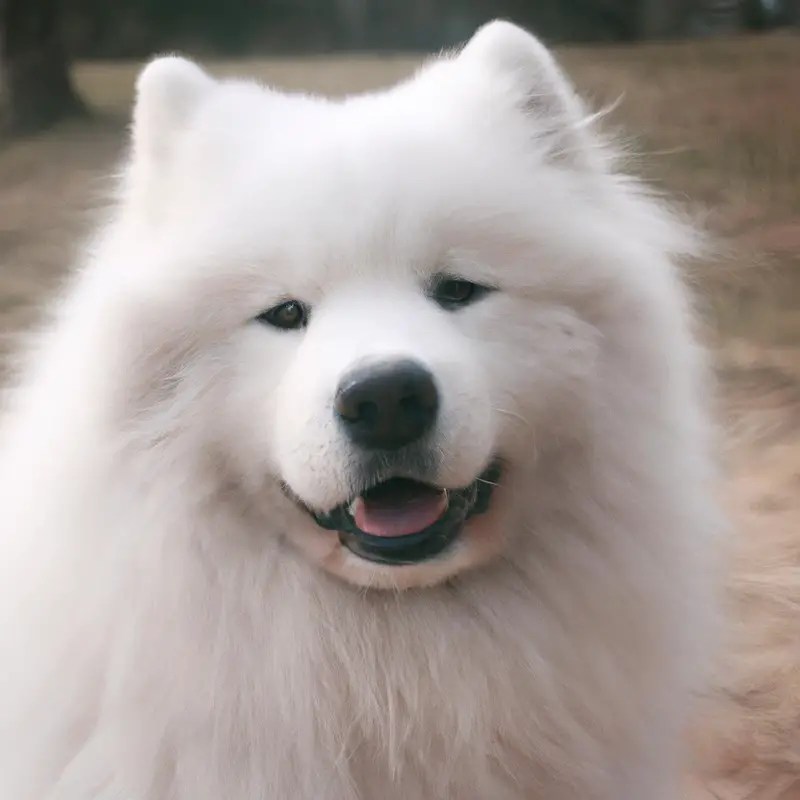 How To Choose a Reputable Samoyed Breeder? AtractivoPets