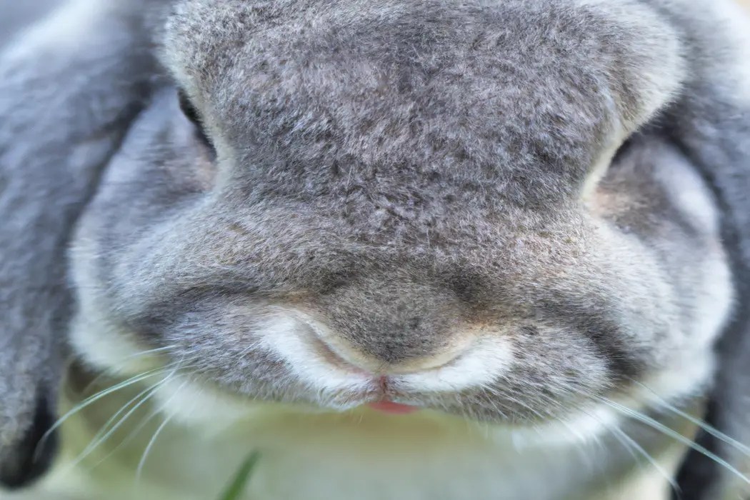 How Many Ribs Does a Rabbit Have? Explained AtractivoPets