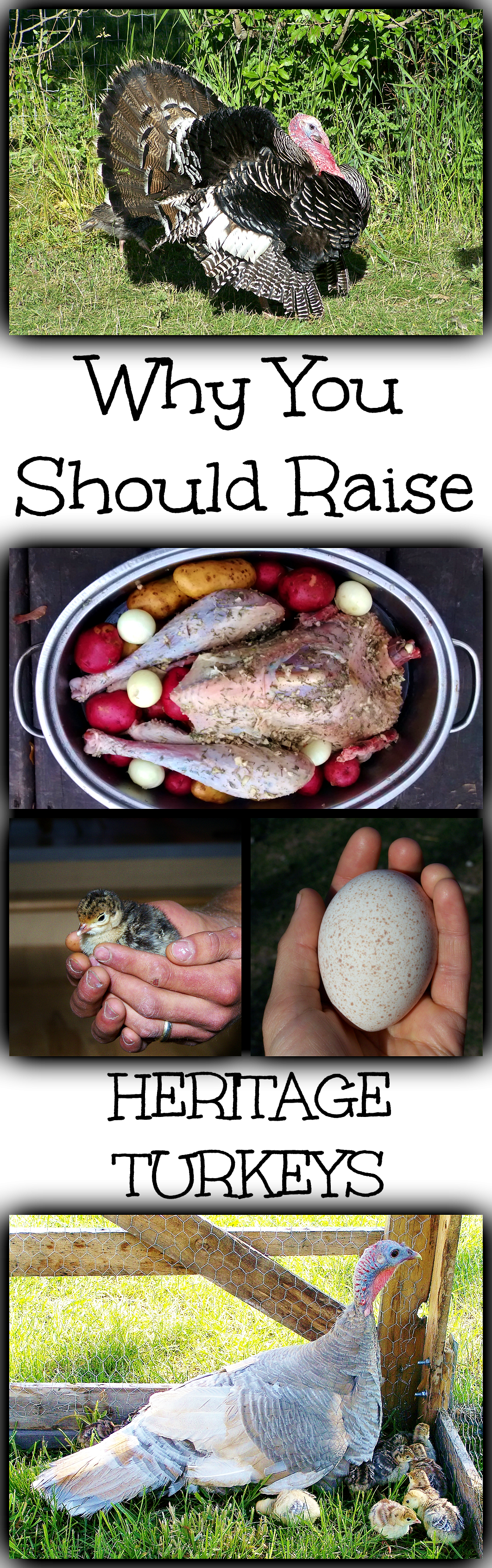 Unlike the broads, heritage turkeys are an economical bird, able to 100