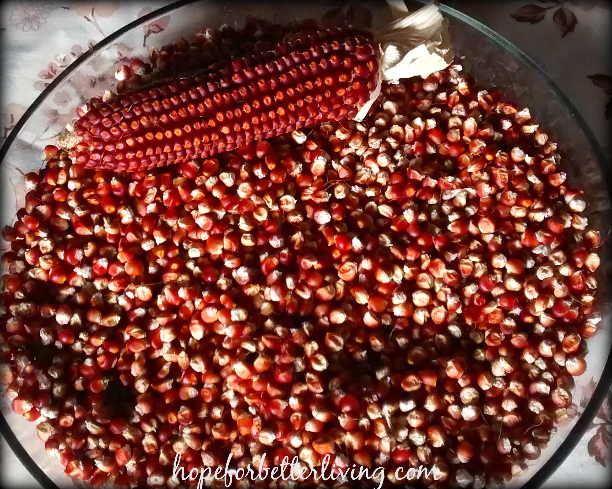 Grow & Dry Corn for Grinding • a traditional life