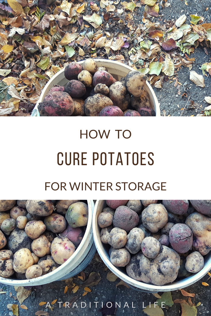 How to Cure Potatoes For LongTerm Storage • a traditional life