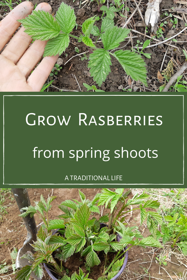 Grow Raspberries at Home by Planting Spring Shoots • a traditional life