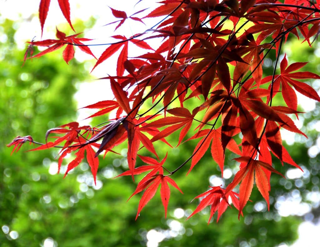 Emperor I Japanese Maple A Tree Garden