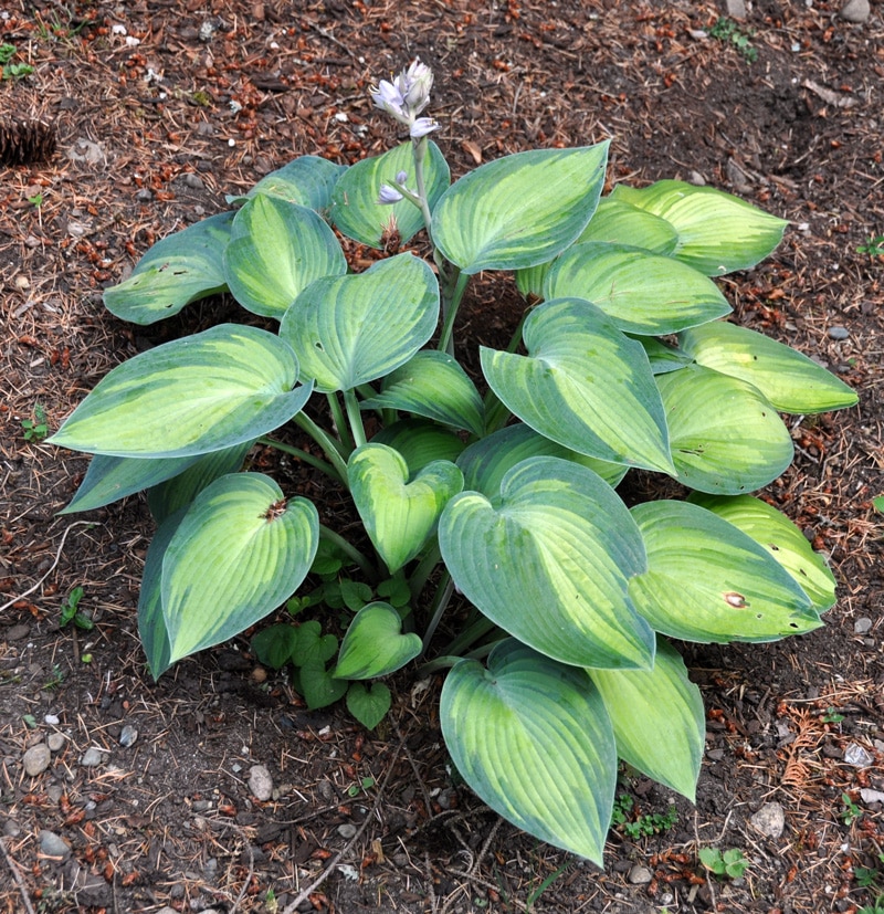 How To Transplant Hostas in Midsummer A Tree Garden