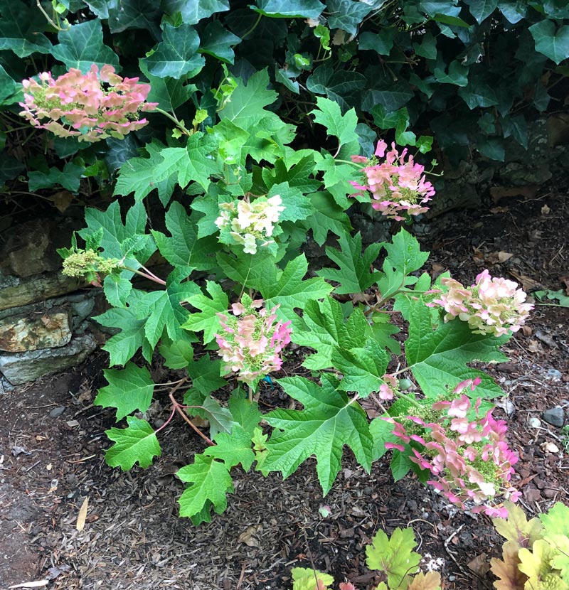 Oakleaf Hydrangea 'Ruby Slippers' A Tree Garden