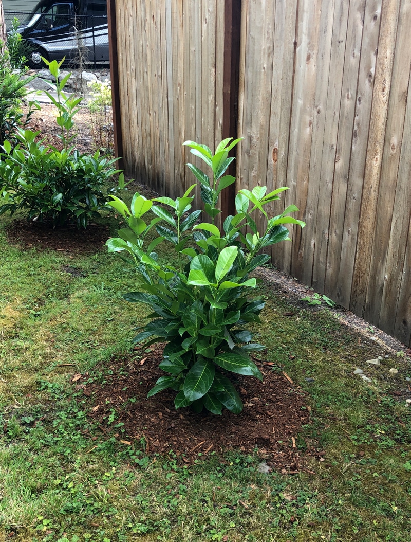 English Laurel A Tree Garden