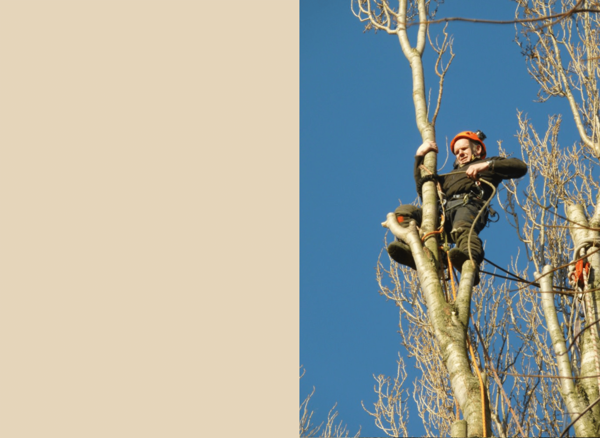 Affordable Tree Services LTD