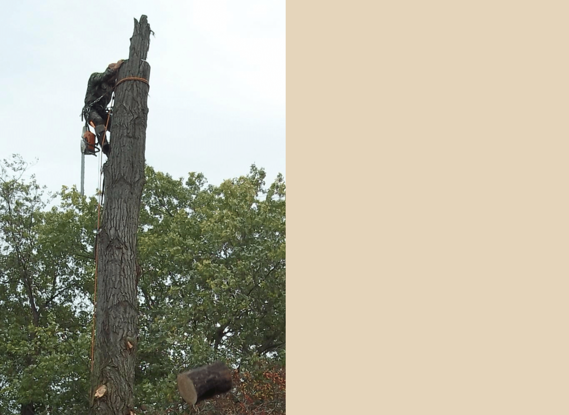 Affordable Tree Services LTD