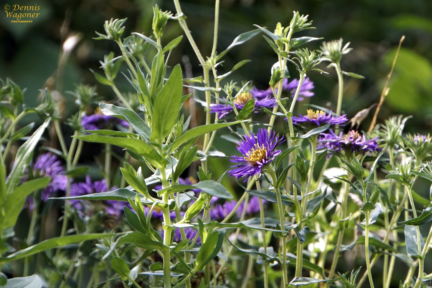 Early Evening at Sodalis A Trivial Mind At Work