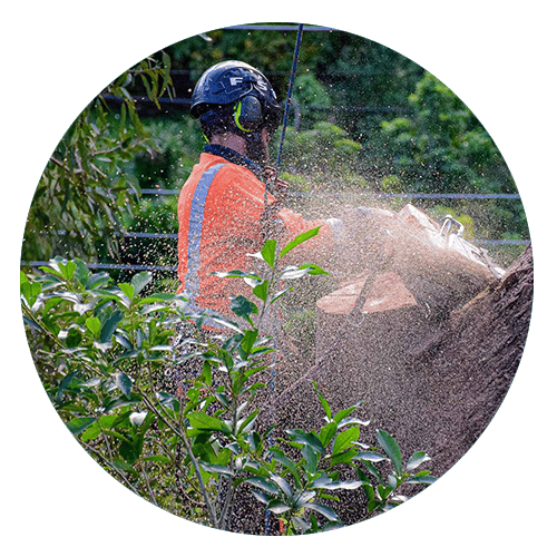 Qualified Arborists ATS Group