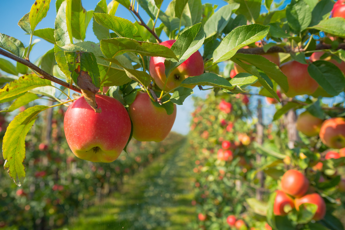 Fruit Picking Drones to Reduce Wasted Produce American Technion Society