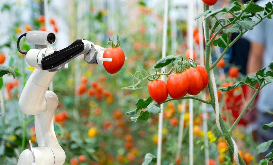 Israeli Startup Develops First AI Robot for Picking Tomatoes American