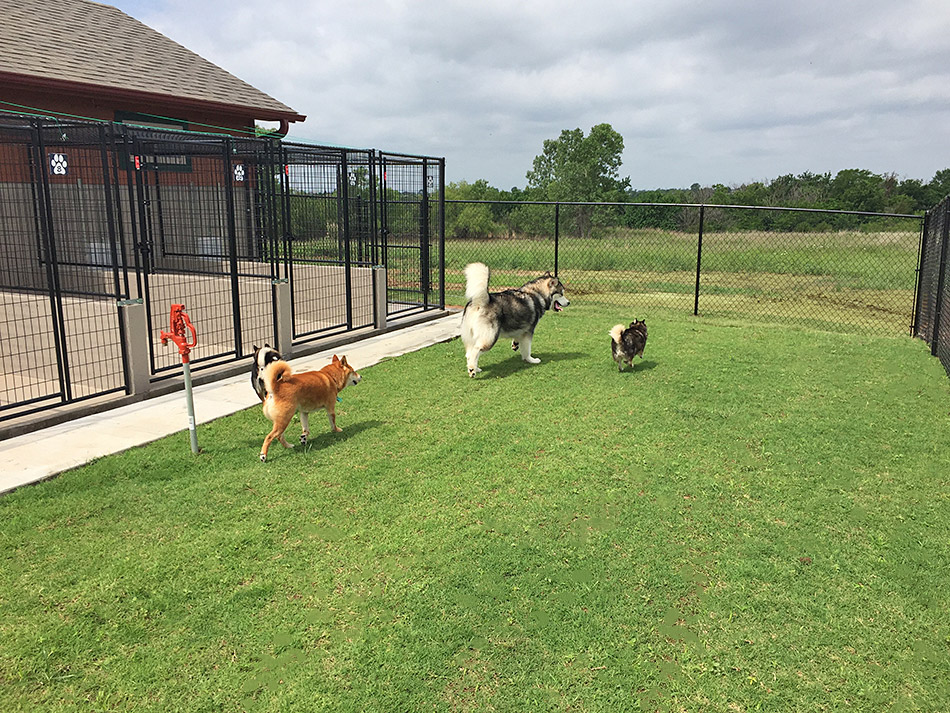 ATTABOY KENNELS facility