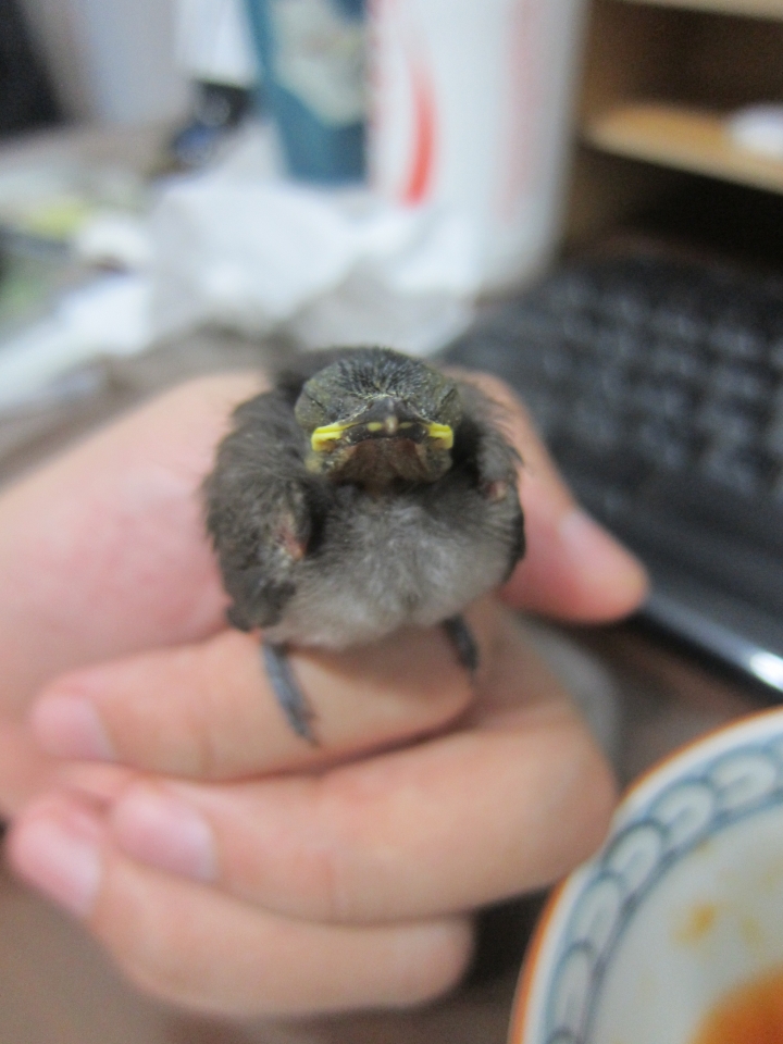 白頭翁 幼鳥