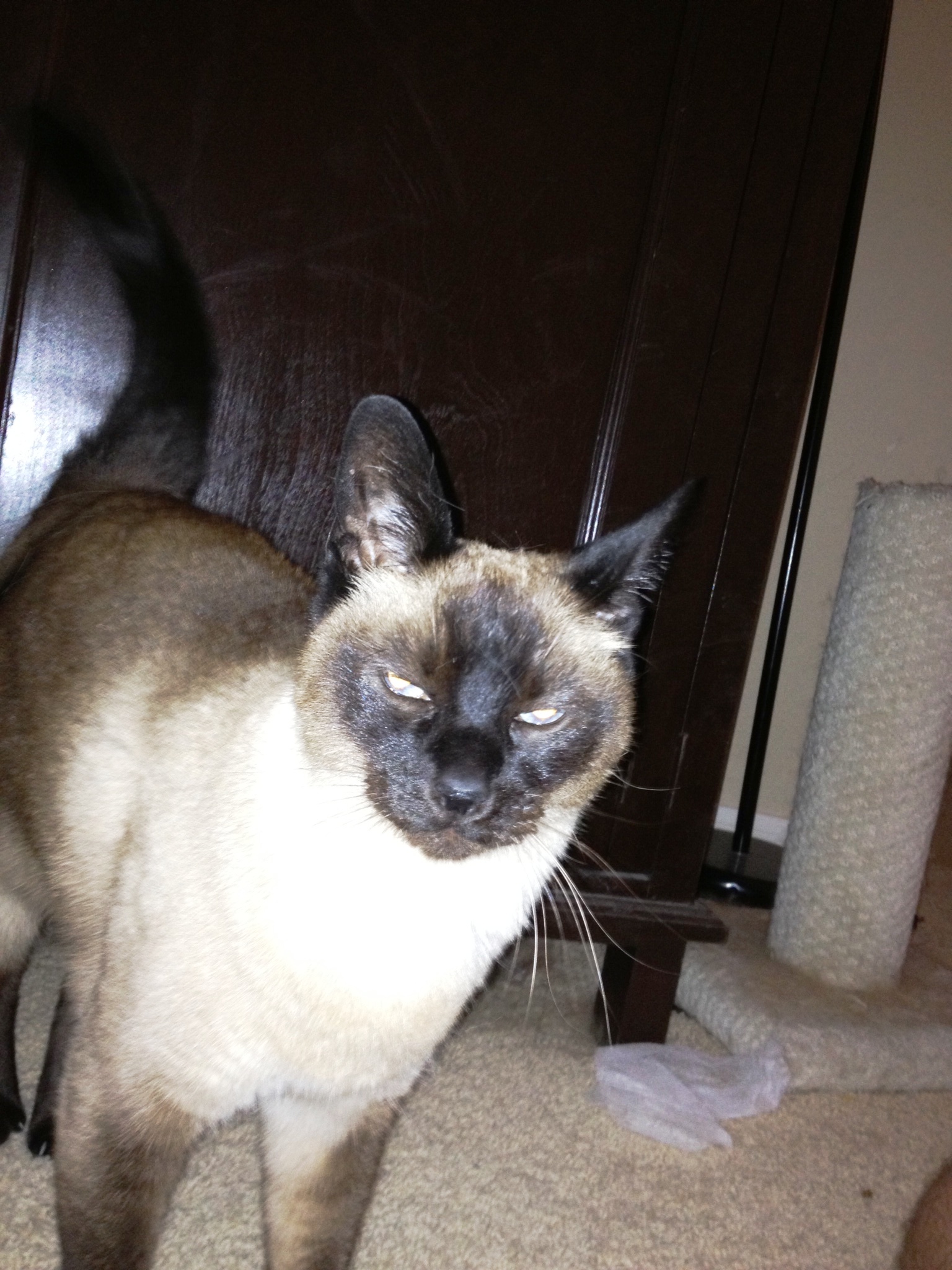 Caring Professional Pet Sitting in North County San Diego