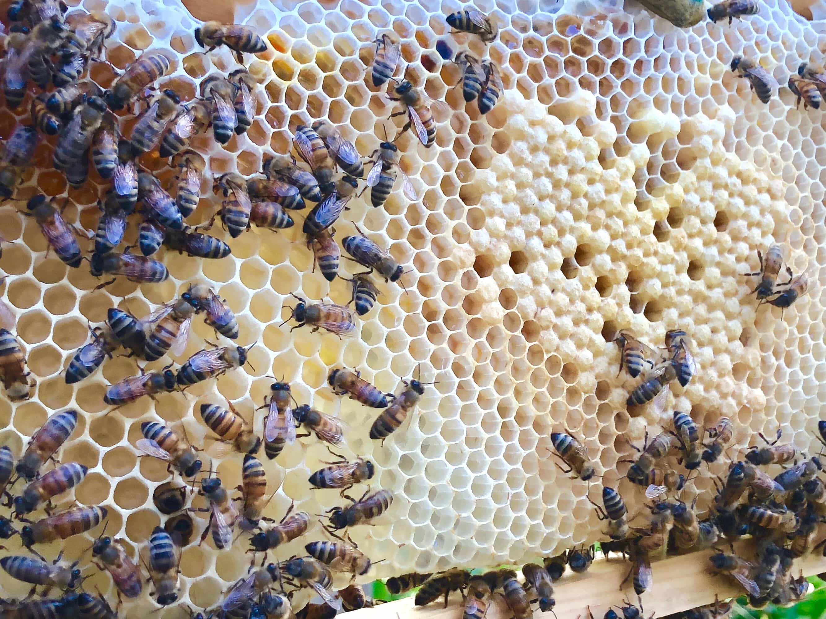Support Our Neighborhood Bees At The BirdHouse