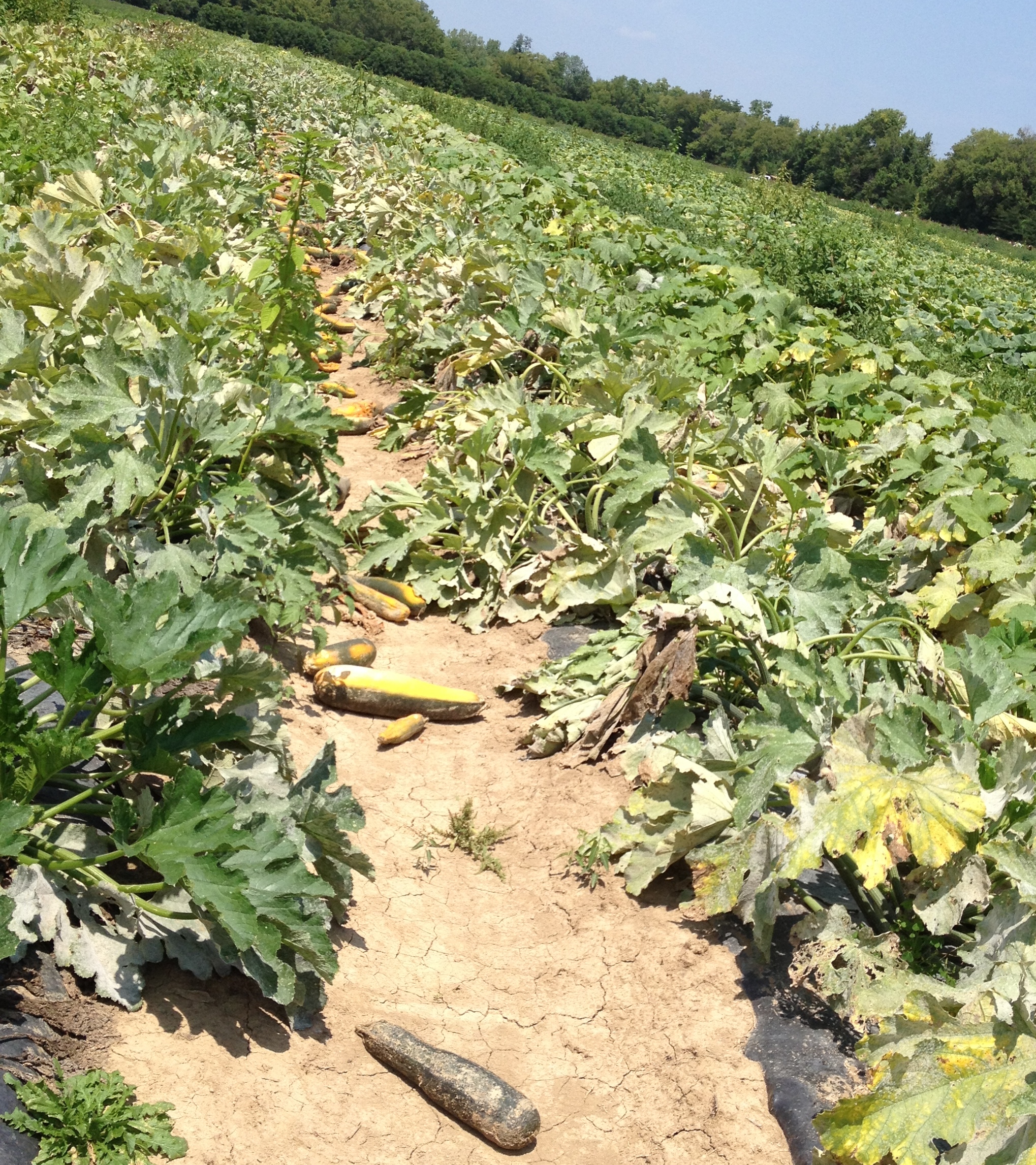Eating with the Zucchini Season