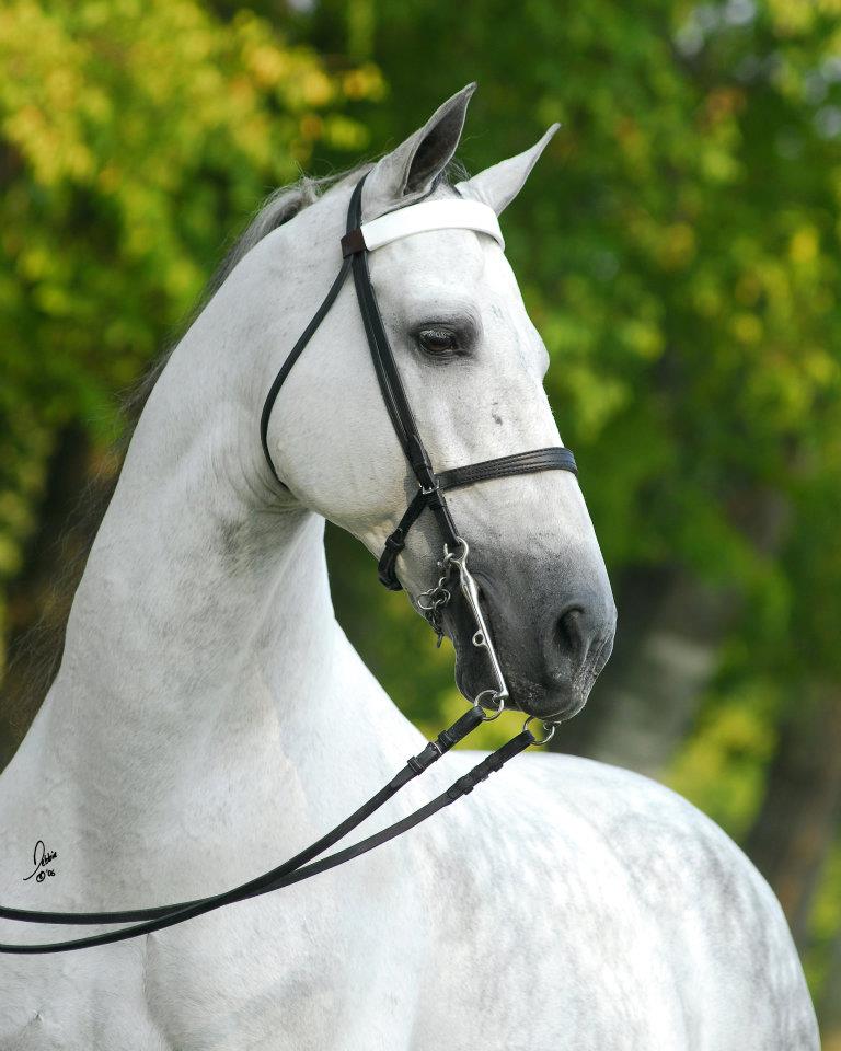 LINED WITH CASH Rising Star Ranch