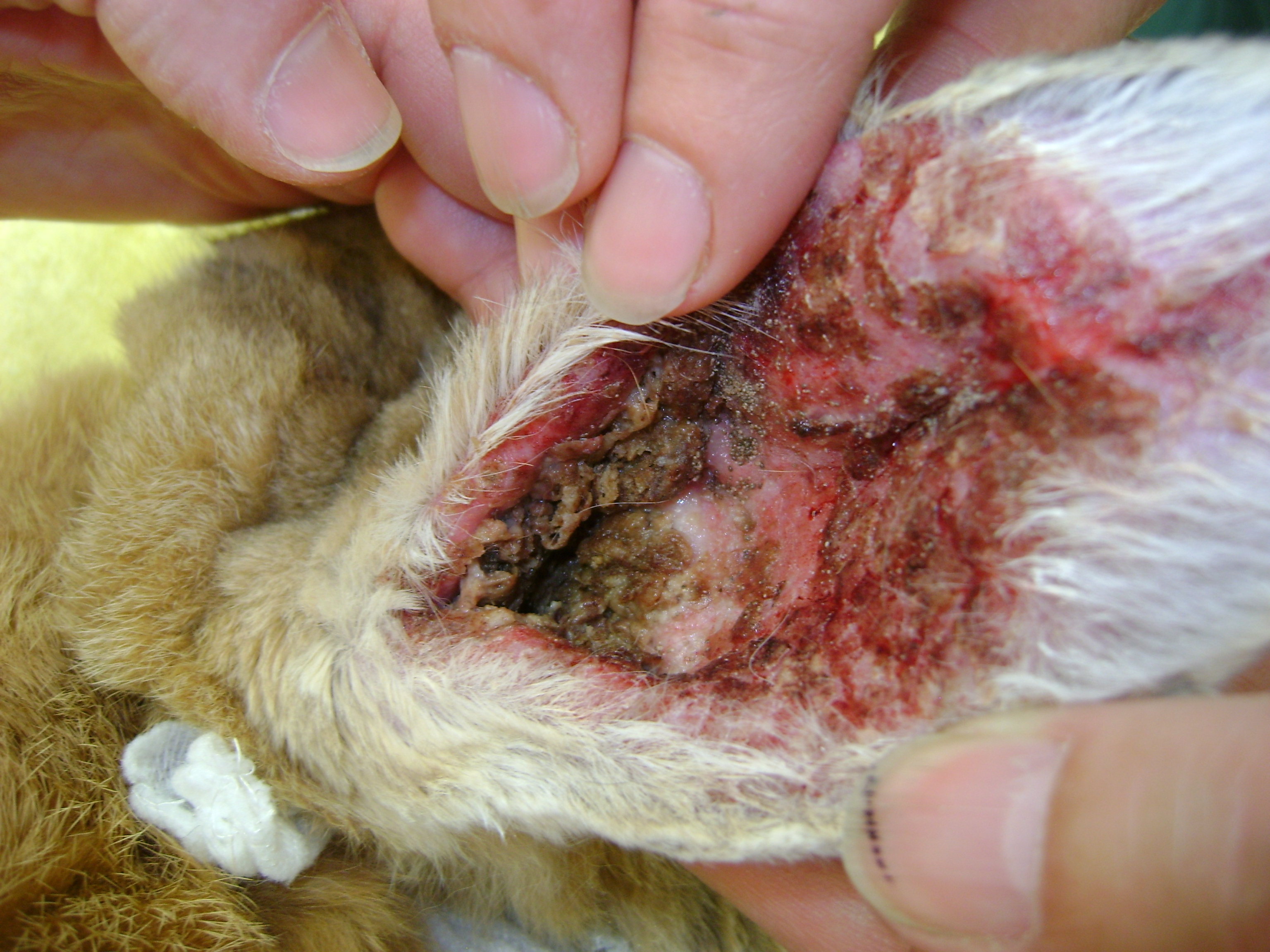 Ear Mites in Rabbits Sit. Roll over. Good blog.