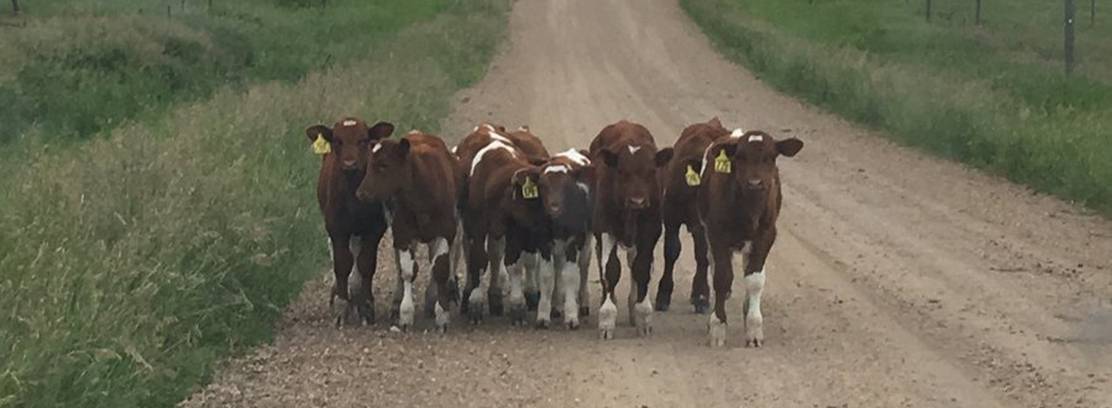 Attica Veterinary Associates, P.C.