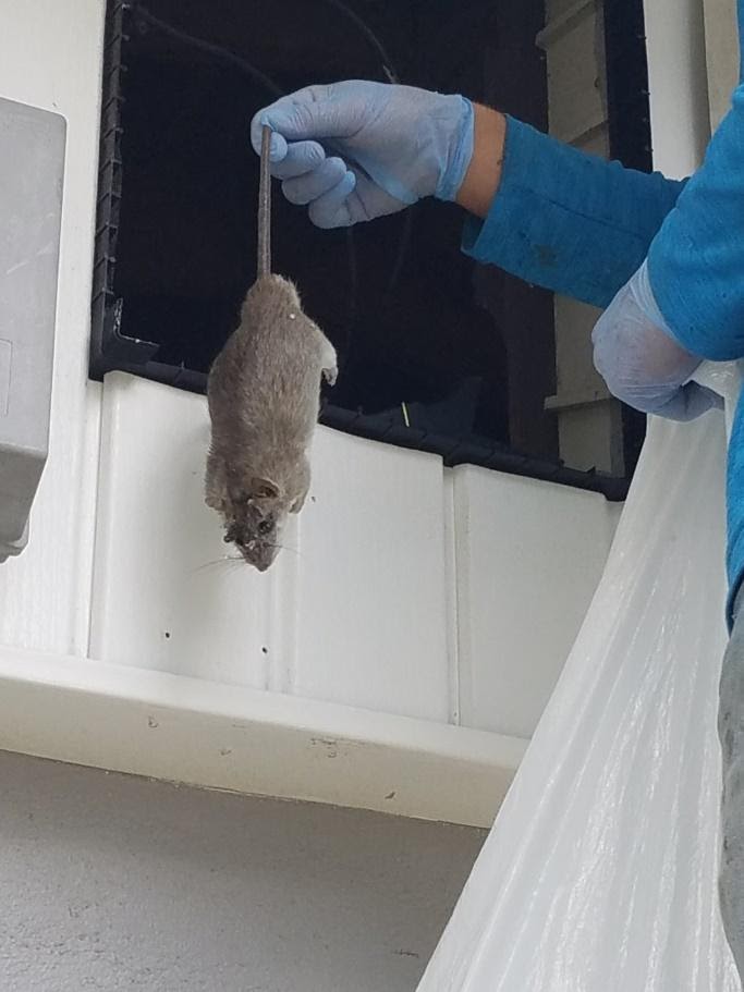 How much does Rat Removal Cost? Eraticators