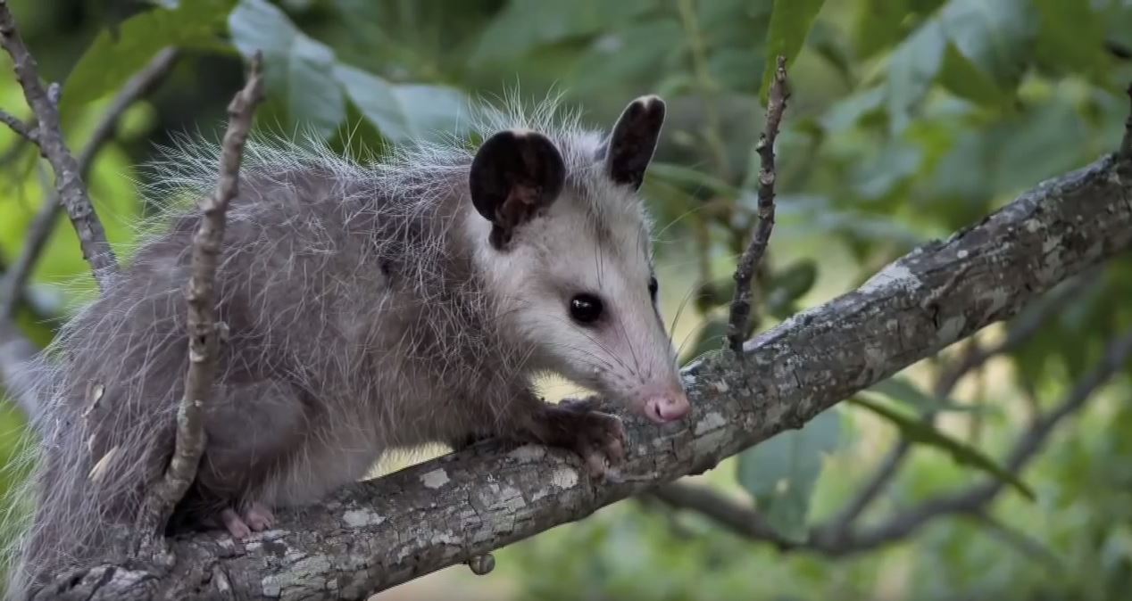 About Opossum Appearance, biology, life cycle, habitat, diet, behavior