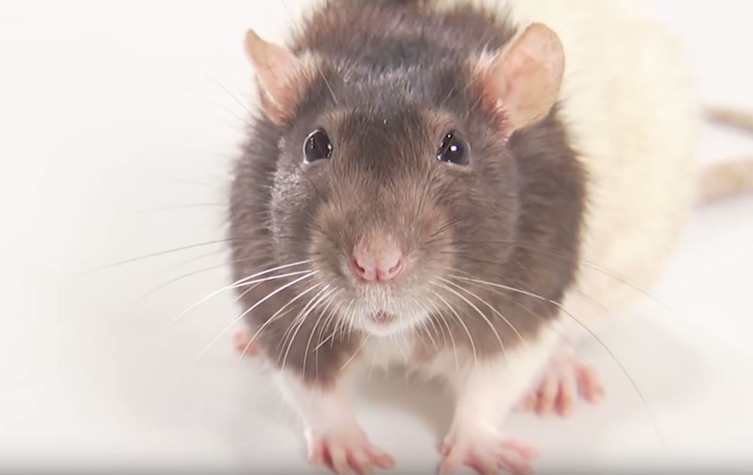 About Rats Appearance, biology, life cycle, habitat, diet and behavior