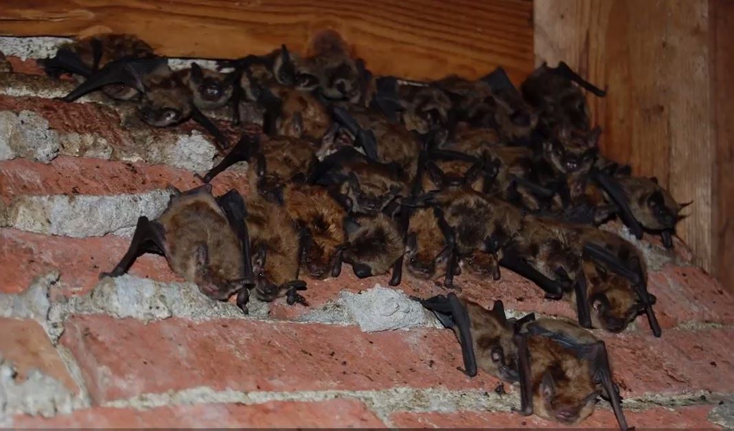 How Much Does It Cost To Remove Bat?