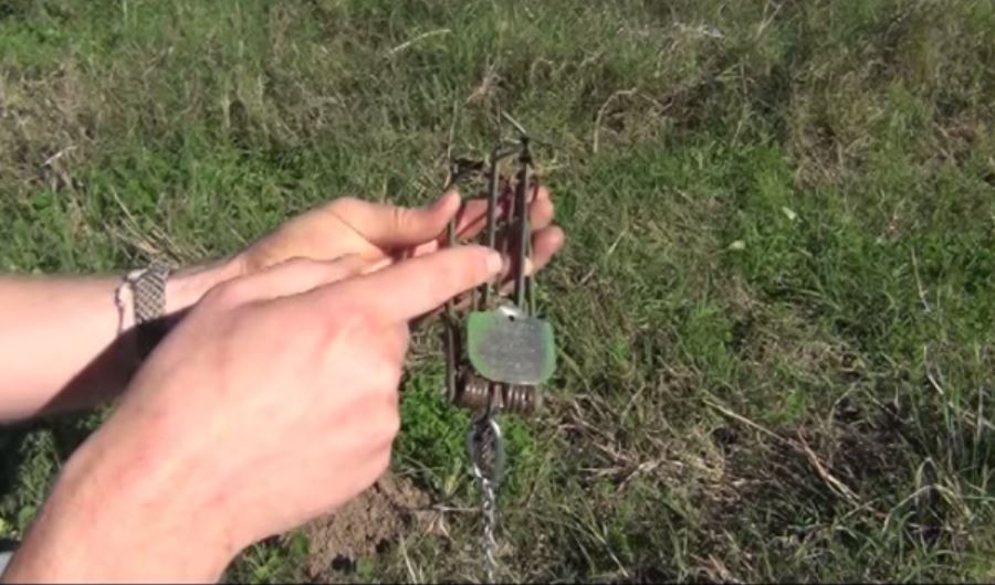 How to Trap and Remove Gophers