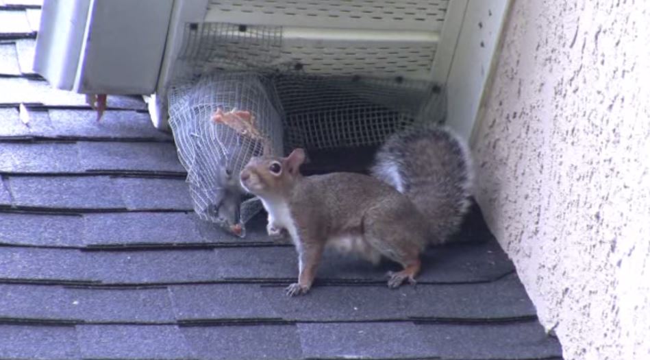 Noises in the attic but no droppings