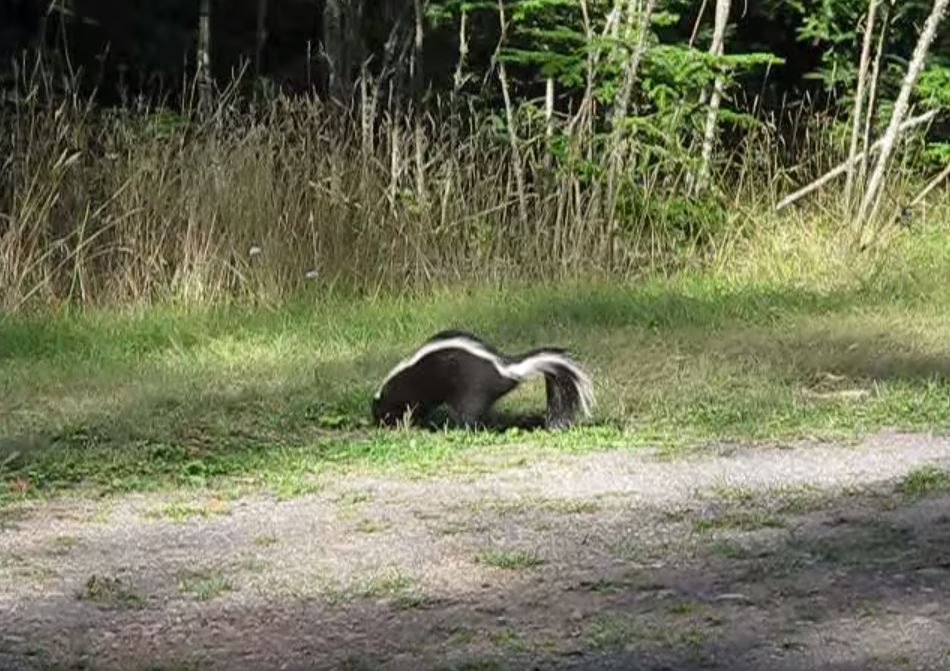 Do Skunks Dig in Lawns Looking for Food?