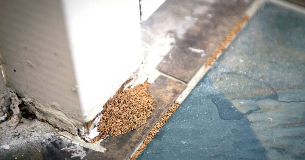 What Are The Chances Of Getting Sick From Mouse Droppings? » Attic Crew