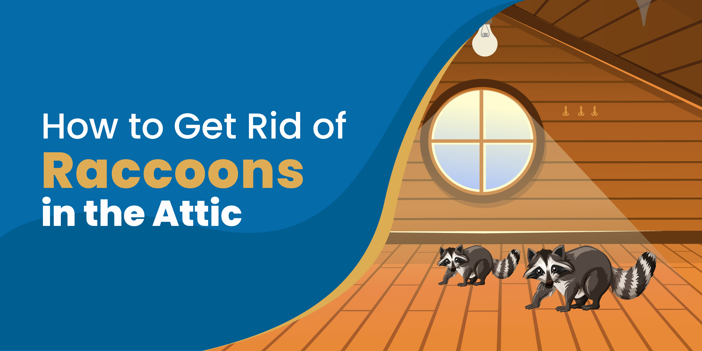 How to Get a Raccoon Out of Your Attic [The Safe Humane Way]
