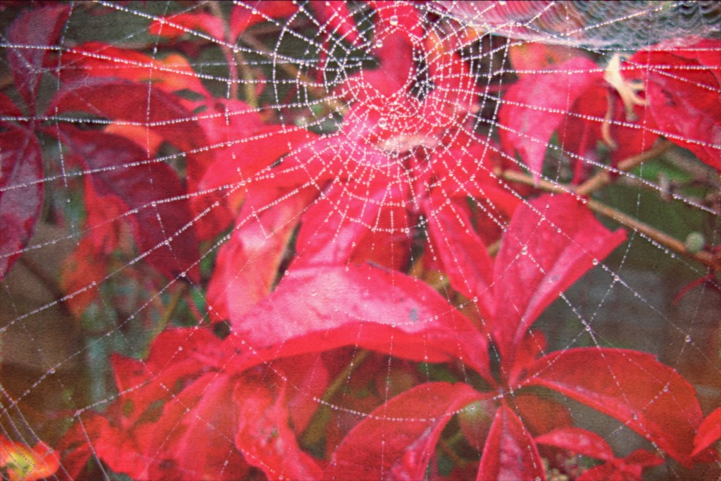 The Autumn Garden Atticus Review
