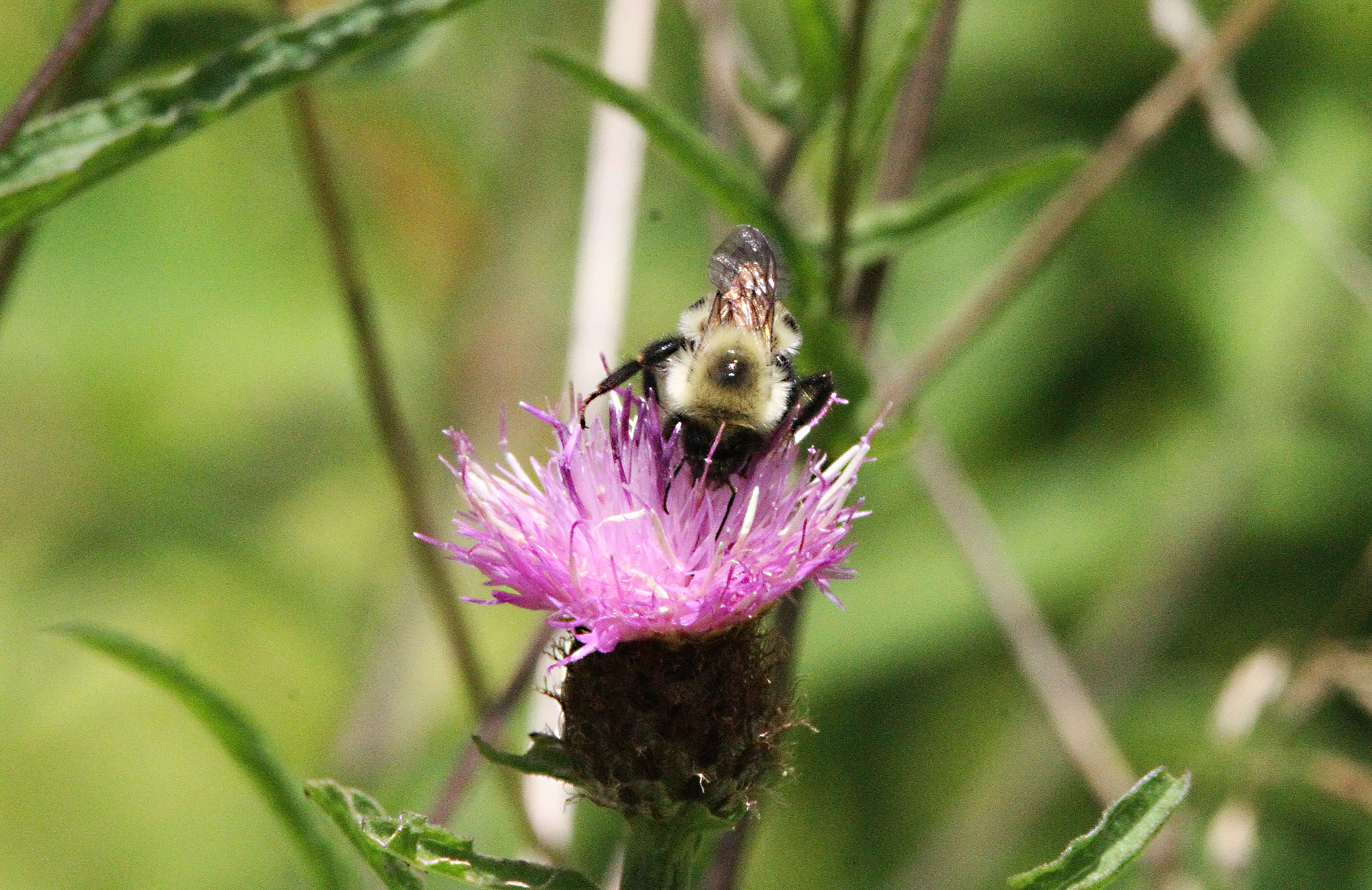 Attleboro Land Trust Take a walk in our woods!