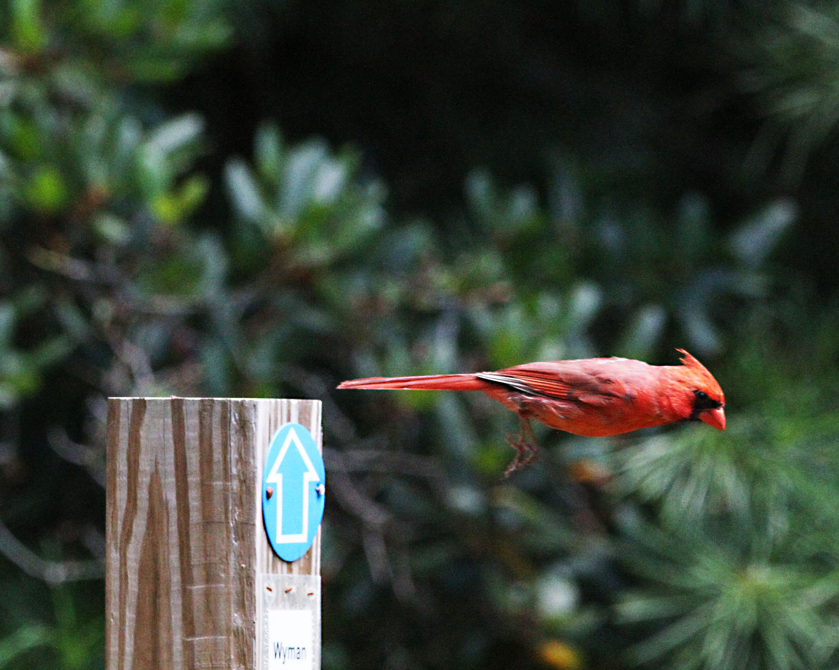 Attleboro Land Trust Take a walk in our woods!
