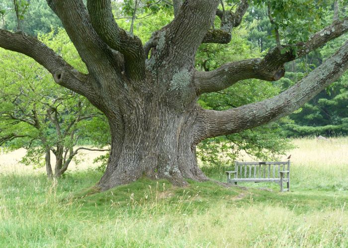 18 Common Trees in Massachusetts Have You Heard of Them?
