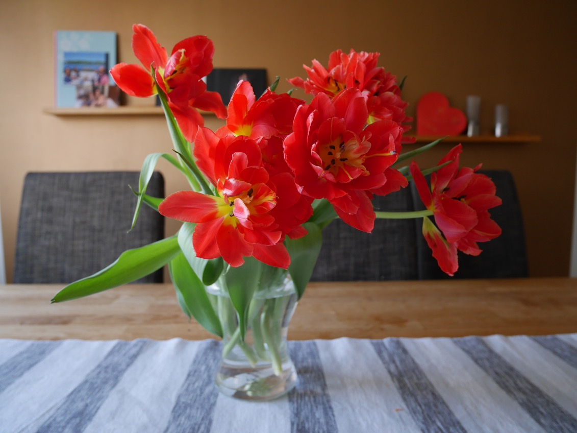 Tulpaner och kryddgrönt, odla chiliplantor, odla kryddor inomhus